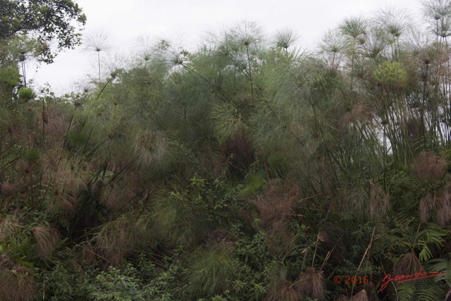 120 LOANGO 2 Akaka Riviere Rembo Ngove Nord Retour Plante Liliopsida Cyperales Cyperus papyrus 15E5K3IMG_107839wtmk.jpg